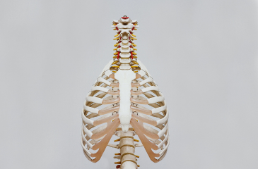 A medical model of the upper body of humans